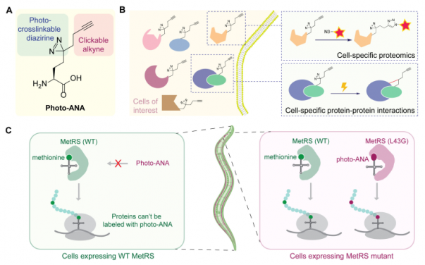 Cell-selective MACSPI analysis in C. elegans. (A) Chemical structure and functions of photo-ANA.
(B) A chemical proteomics approach to profile cell type-specific proteome and interactome. (C) Spatial selectivity is achieved by controlling the expression of the MetRS mutant, which can label proteins with photo-ANA, using cell-specific promoters in transgenic animals. Adapted from Huang et al., 2024, PNAS.
 